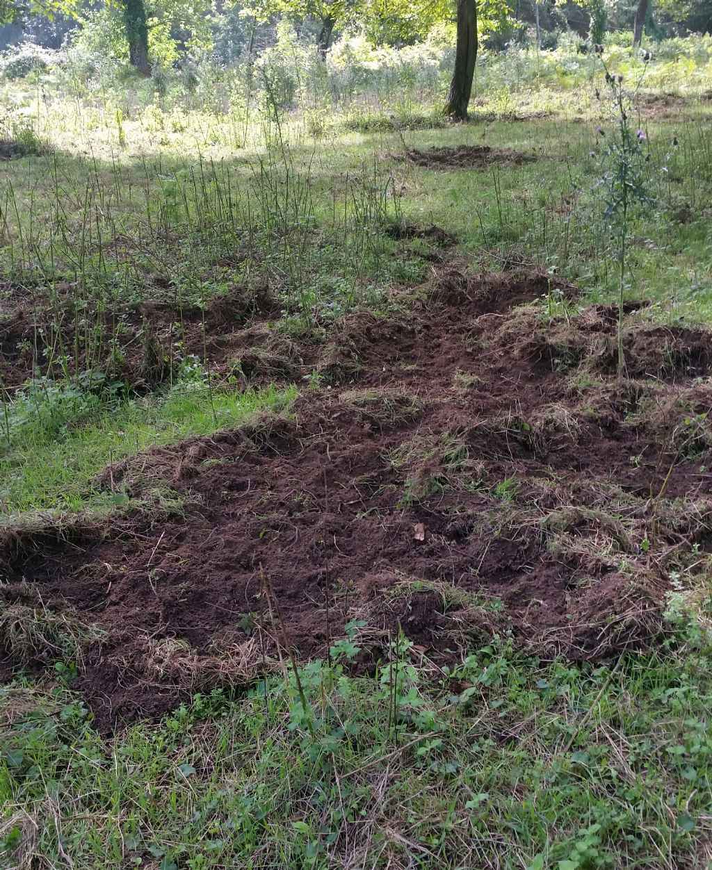 Opera del cinghiale?1?